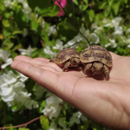 Апартаменты Lotus Turtle Garden Эйлат Экстерьер фото