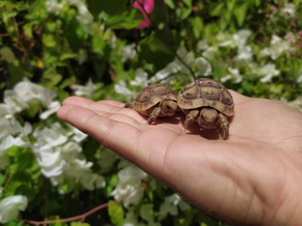 Апартаменты Lotus Turtle Garden Эйлат Экстерьер фото