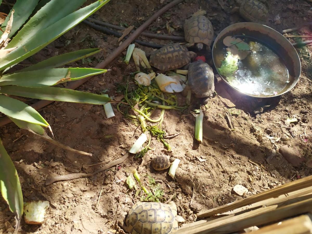Апартаменты Lotus Turtle Garden Эйлат Экстерьер фото